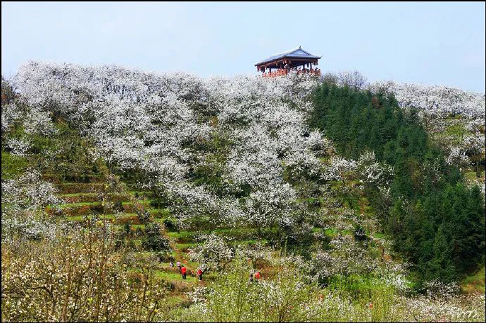 【春天，广西桂林灌阳县向您发出邀请！】我们在灌阳看梨花 - 游山玩水 - 吉安生活社区 - 吉安28生活网 ja.28life.net