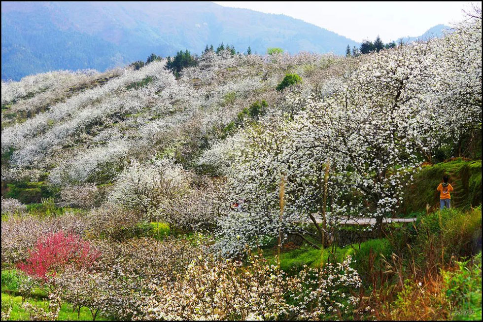 【春天，广西桂林灌阳县向您发出邀请！】我们在灌阳看梨花 - 游山玩水 - 吉安生活社区 - 吉安28生活网 ja.28life.net