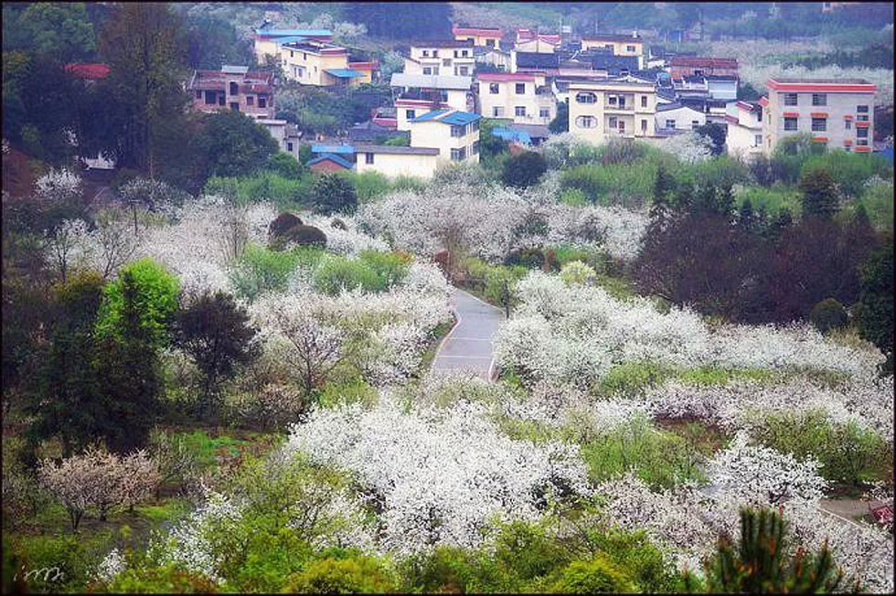 【春天，广西桂林灌阳县向您发出邀请！】我们在灌阳看梨花 - 游山玩水 - 吉安生活社区 - 吉安28生活网 ja.28life.net