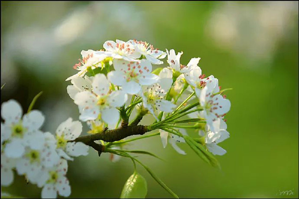 【春天，广西桂林灌阳县向您发出邀请！】我们在灌阳看梨花 - 游山玩水 - 吉安生活社区 - 吉安28生活网 ja.28life.net