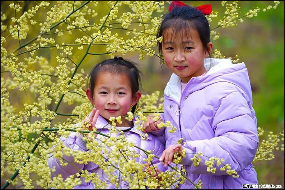 【春天，广西桂林灌阳县向您发出邀请！】米珠山前有片山苍子花在飘香 - 游山玩水 - 吉安生活社区 - 吉安28生活网 ja.28life.net