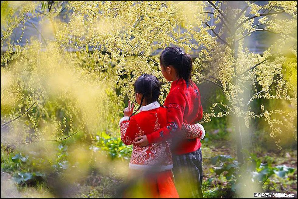 【春天，广西桂林灌阳县向您发出邀请！】米珠山前有片山苍子花在飘香 - 游山玩水 - 吉安生活社区 - 吉安28生活网 ja.28life.net