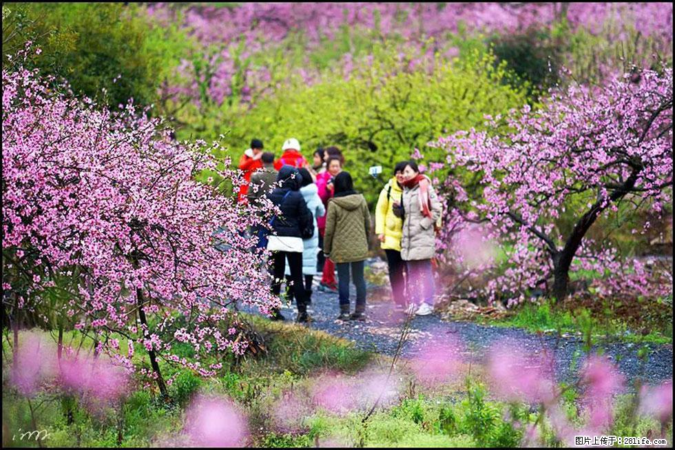 【春天，广西桂林灌阳县向您发出邀请！】官庄村有个醉美的桃花园 - 游山玩水 - 吉安生活社区 - 吉安28生活网 ja.28life.net
