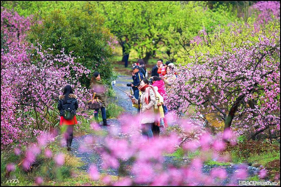 【春天，广西桂林灌阳县向您发出邀请！】官庄村有个醉美的桃花园 - 游山玩水 - 吉安生活社区 - 吉安28生活网 ja.28life.net