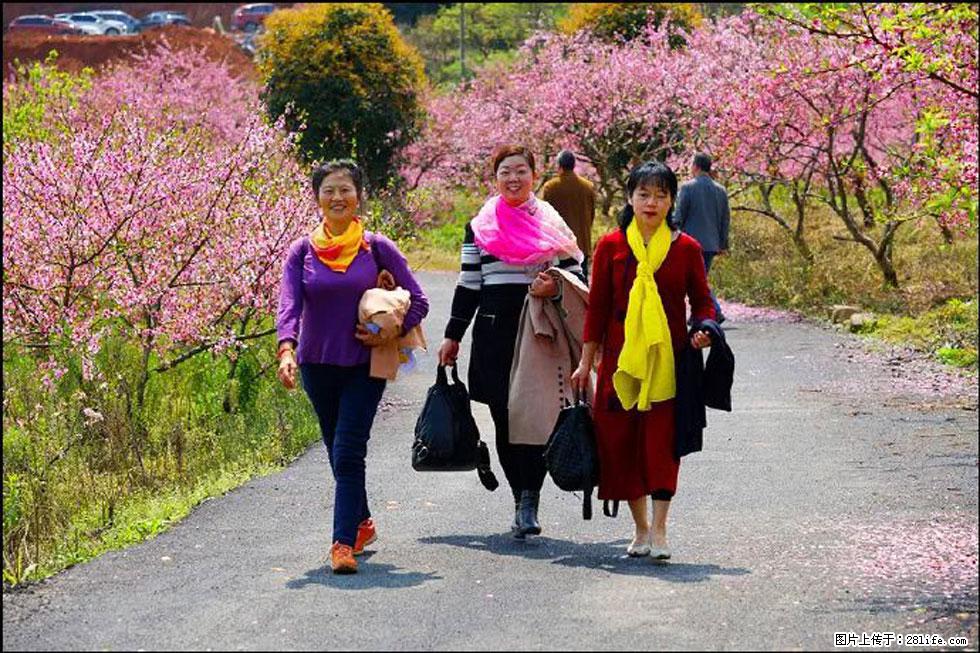 【春天，广西桂林灌阳县向您发出邀请！】官庄村有个醉美的桃花园 - 游山玩水 - 吉安生活社区 - 吉安28生活网 ja.28life.net