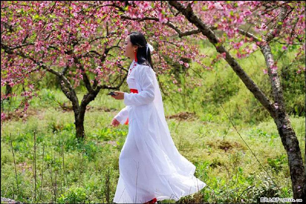 【春天，广西桂林灌阳县向您发出邀请！】官庄村有个醉美的桃花园 - 游山玩水 - 吉安生活社区 - 吉安28生活网 ja.28life.net