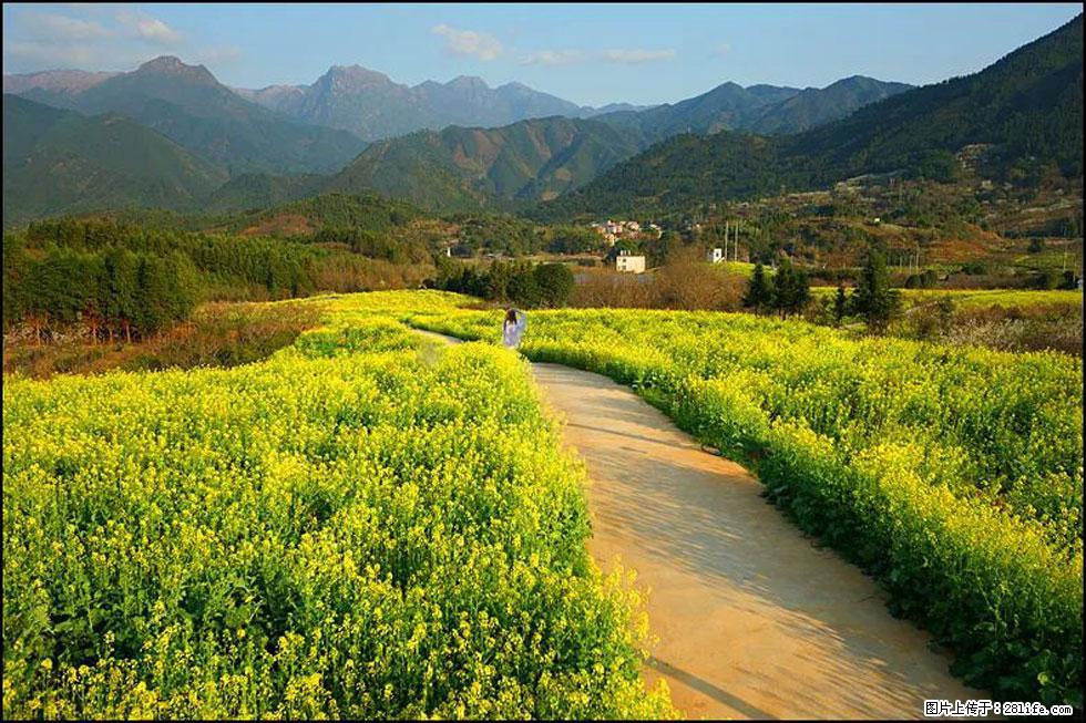 【春天，广西桂林灌阳县向您发出邀请！】长坪村油菜盛情花开 - 游山玩水 - 吉安生活社区 - 吉安28生活网 ja.28life.net