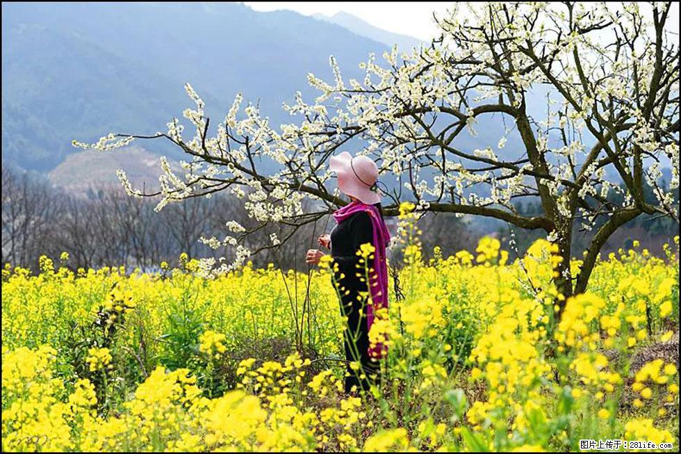【春天，广西桂林灌阳县向您发出邀请！】长坪村油菜盛情花开 - 游山玩水 - 吉安生活社区 - 吉安28生活网 ja.28life.net