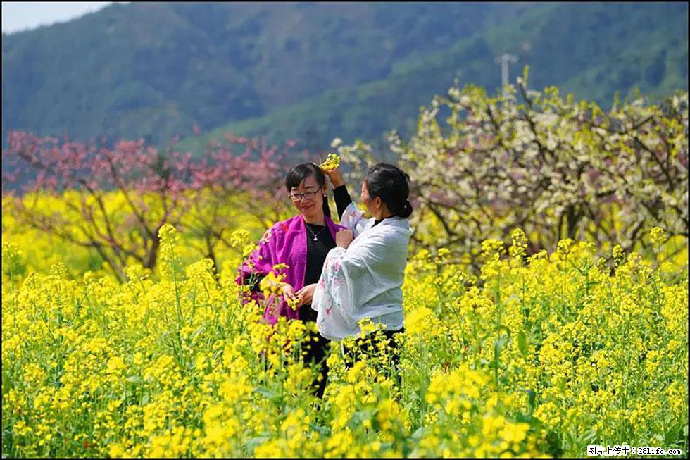 【春天，广西桂林灌阳县向您发出邀请！】长坪村油菜盛情花开 - 游山玩水 - 吉安生活社区 - 吉安28生活网 ja.28life.net