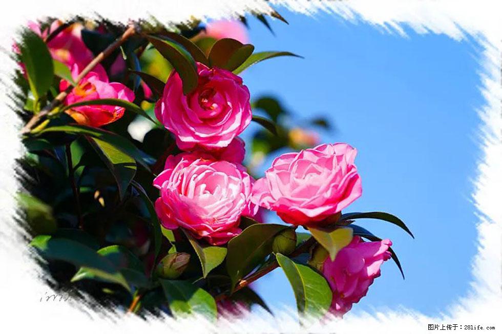 【春天，广西桂林灌阳县向您发出邀请！】杨柳井茶花惹人爱 - 游山玩水 - 吉安生活社区 - 吉安28生活网 ja.28life.net