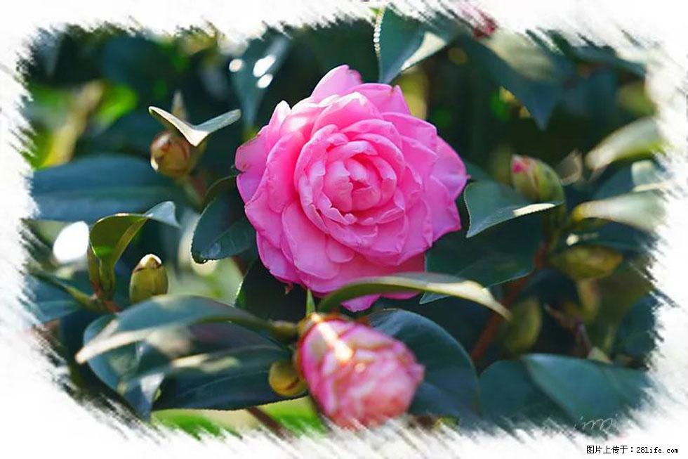 【春天，广西桂林灌阳县向您发出邀请！】杨柳井茶花惹人爱 - 游山玩水 - 吉安生活社区 - 吉安28生活网 ja.28life.net