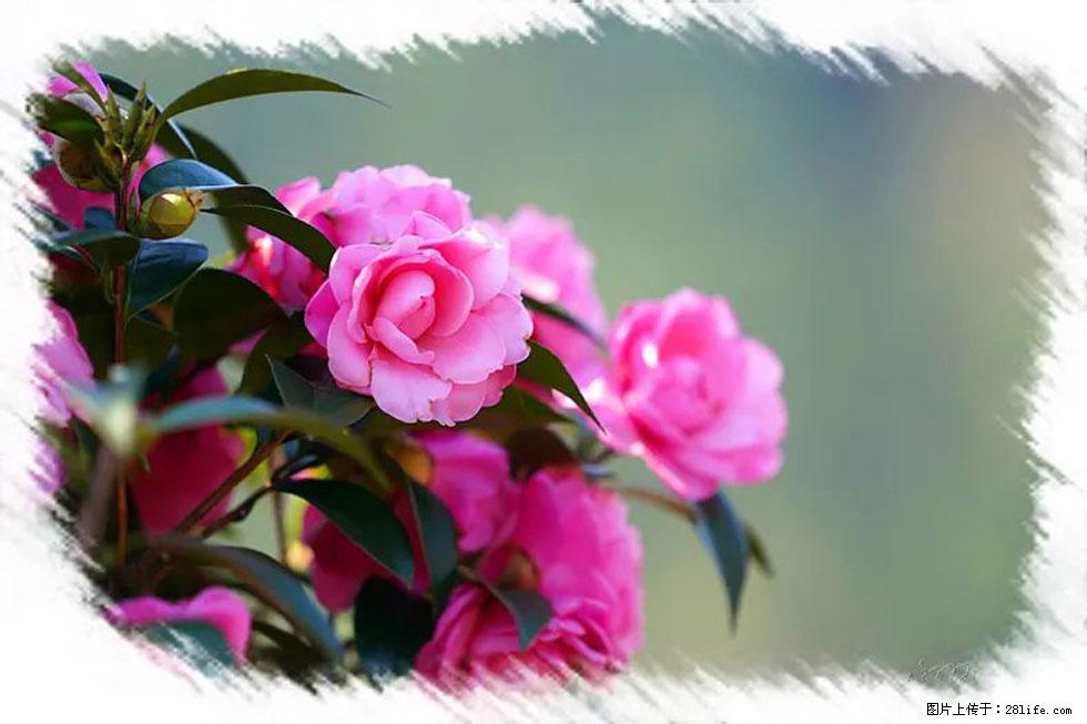 【春天，广西桂林灌阳县向您发出邀请！】杨柳井茶花惹人爱 - 游山玩水 - 吉安生活社区 - 吉安28生活网 ja.28life.net