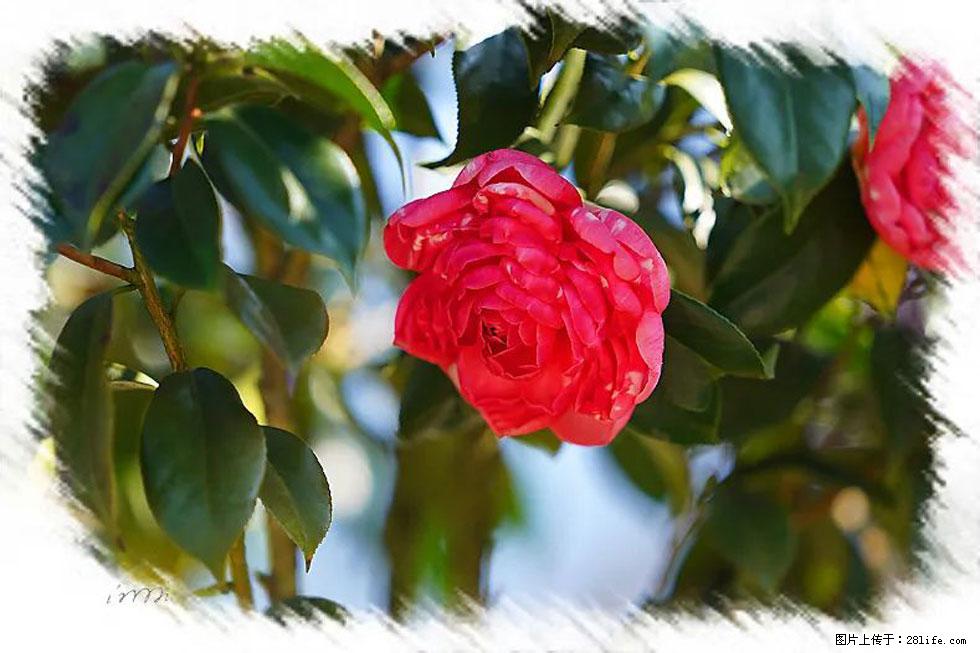 【春天，广西桂林灌阳县向您发出邀请！】杨柳井茶花惹人爱 - 游山玩水 - 吉安生活社区 - 吉安28生活网 ja.28life.net