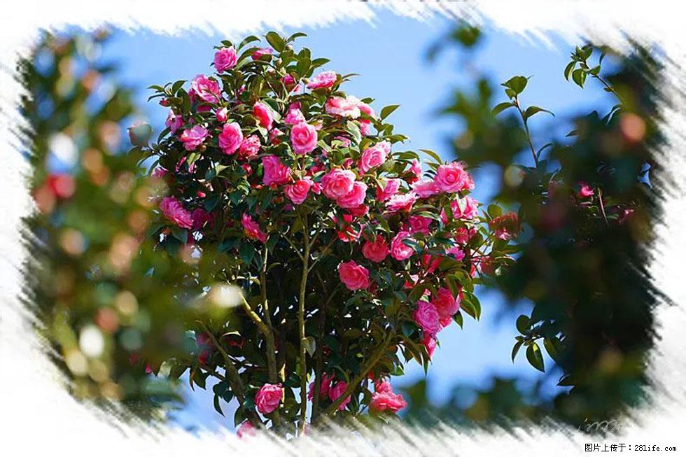 【春天，广西桂林灌阳县向您发出邀请！】杨柳井茶花惹人爱 - 游山玩水 - 吉安生活社区 - 吉安28生活网 ja.28life.net
