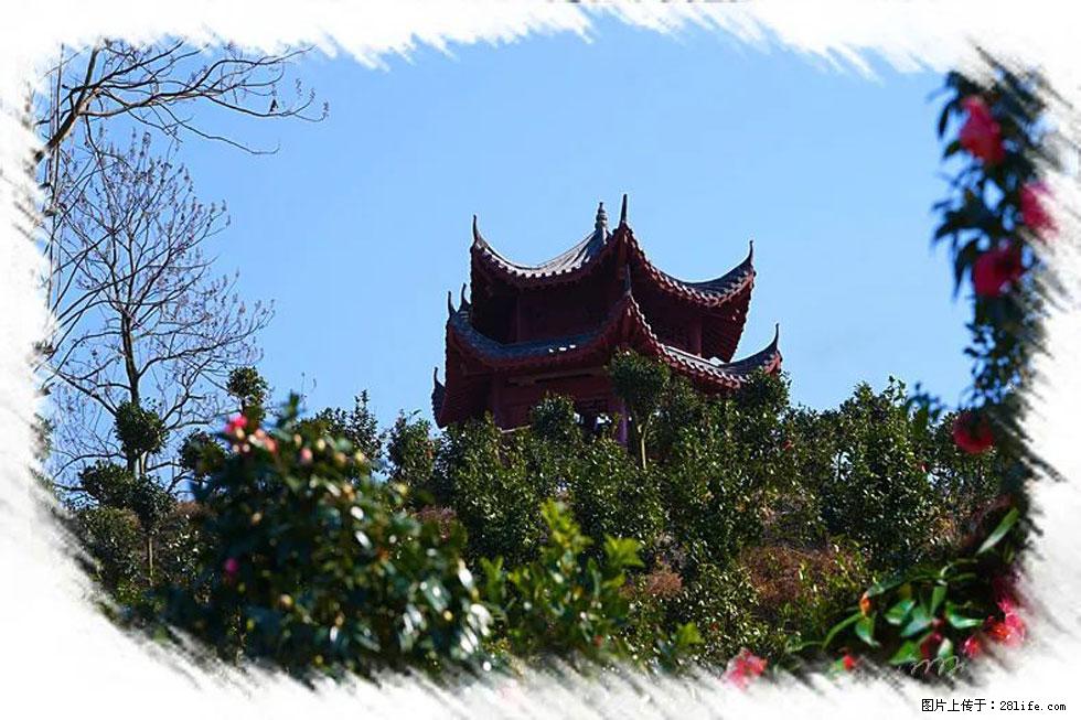 【春天，广西桂林灌阳县向您发出邀请！】杨柳井茶花惹人爱 - 游山玩水 - 吉安生活社区 - 吉安28生活网 ja.28life.net