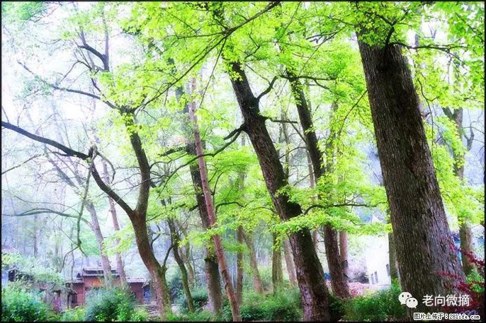 【春天，广西桂林灌阳县向您发出邀请！】在小龙村与春天约会 - 游山玩水 - 吉安生活社区 - 吉安28生活网 ja.28life.net