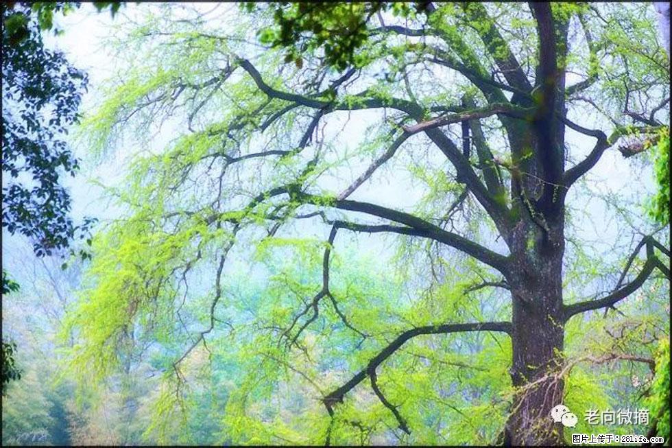【春天，广西桂林灌阳县向您发出邀请！】在小龙村与春天约会 - 游山玩水 - 吉安生活社区 - 吉安28生活网 ja.28life.net