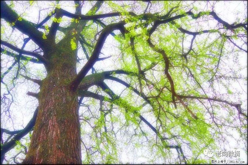【春天，广西桂林灌阳县向您发出邀请！】在小龙村与春天约会 - 游山玩水 - 吉安生活社区 - 吉安28生活网 ja.28life.net