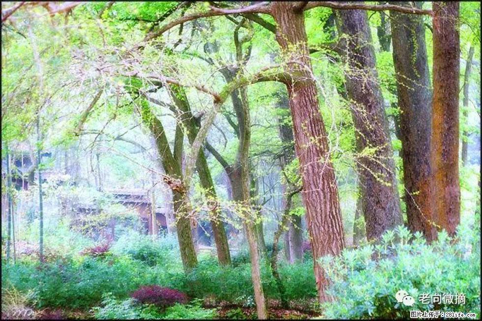 【春天，广西桂林灌阳县向您发出邀请！】在小龙村与春天约会 - 游山玩水 - 吉安生活社区 - 吉安28生活网 ja.28life.net