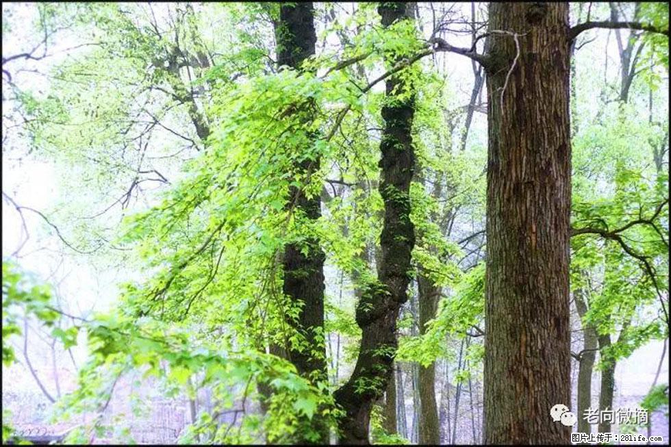【春天，广西桂林灌阳县向您发出邀请！】在小龙村与春天约会 - 游山玩水 - 吉安生活社区 - 吉安28生活网 ja.28life.net