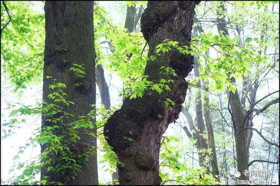 【春天，广西桂林灌阳县向您发出邀请！】在小龙村与春天约会 - 游山玩水 - 吉安生活社区 - 吉安28生活网 ja.28life.net
