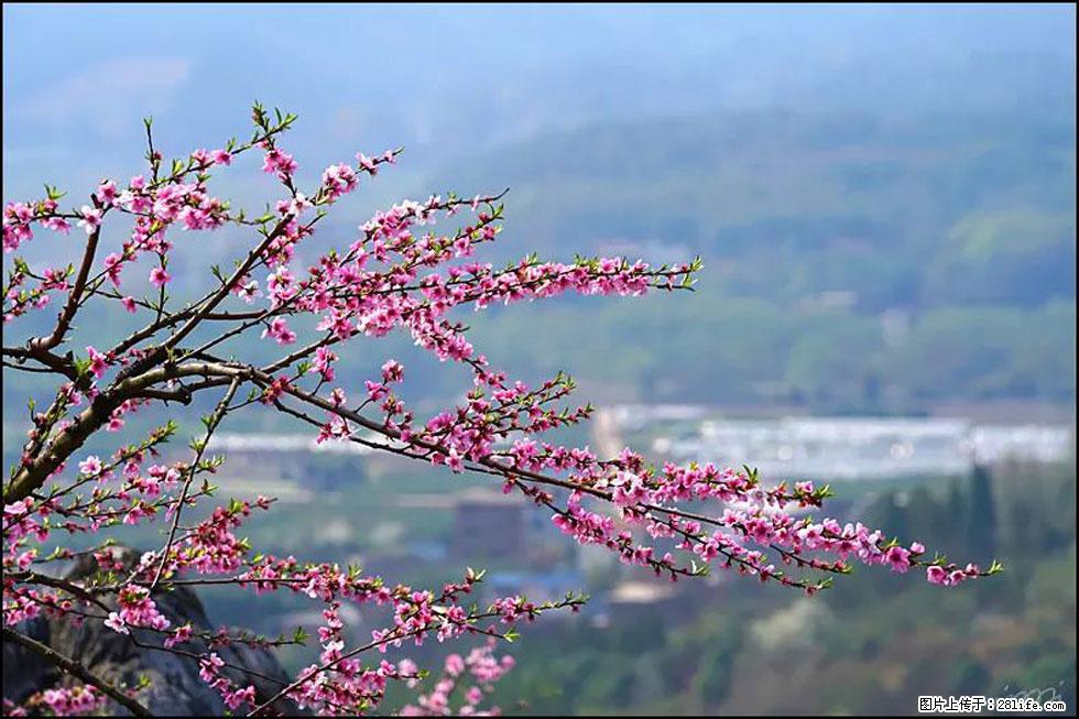 【春天，广西桂林灌阳县向您发出邀请！】望月岭上桃花开 - 游山玩水 - 吉安生活社区 - 吉安28生活网 ja.28life.net