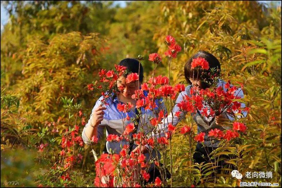 【春天，广西桂林灌阳县向您发出邀请！】登麒麟山，相约映山红 - 游山玩水 - 吉安生活社区 - 吉安28生活网 ja.28life.net