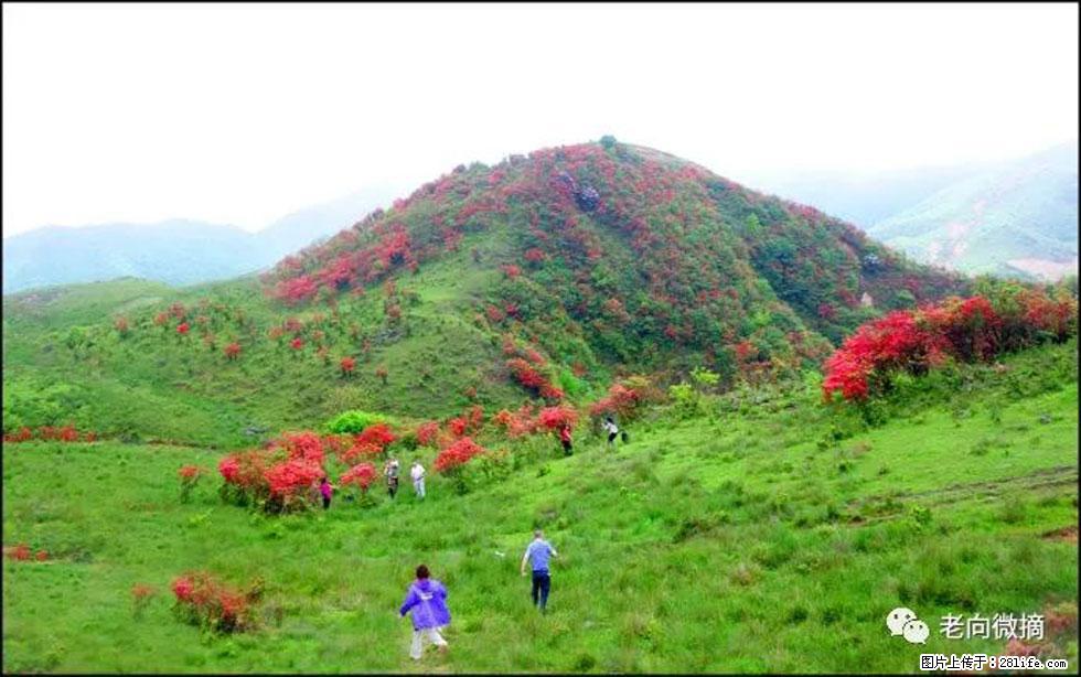 【春天，广西桂林灌阳县向您发出邀请！】宝盖山上映山红 - 游山玩水 - 吉安生活社区 - 吉安28生活网 ja.28life.net
