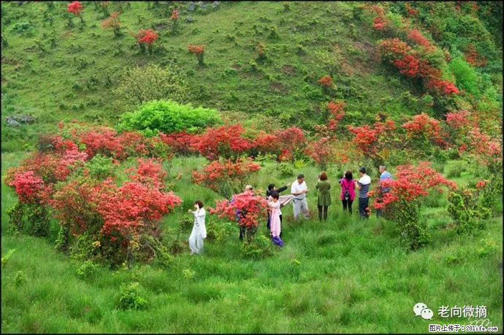 【春天，广西桂林灌阳县向您发出邀请！】宝盖山上映山红 - 游山玩水 - 吉安生活社区 - 吉安28生活网 ja.28life.net