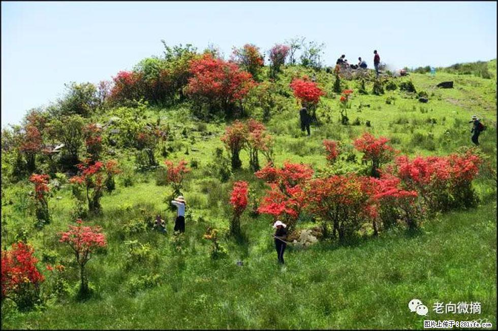 【春天，广西桂林灌阳县向您发出邀请！】宝盖山上映山红 - 游山玩水 - 吉安生活社区 - 吉安28生活网 ja.28life.net