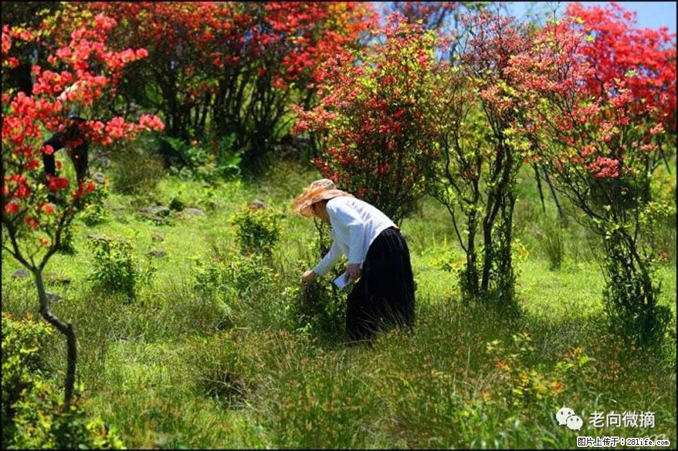 【春天，广西桂林灌阳县向您发出邀请！】宝盖山上映山红 - 游山玩水 - 吉安生活社区 - 吉安28生活网 ja.28life.net