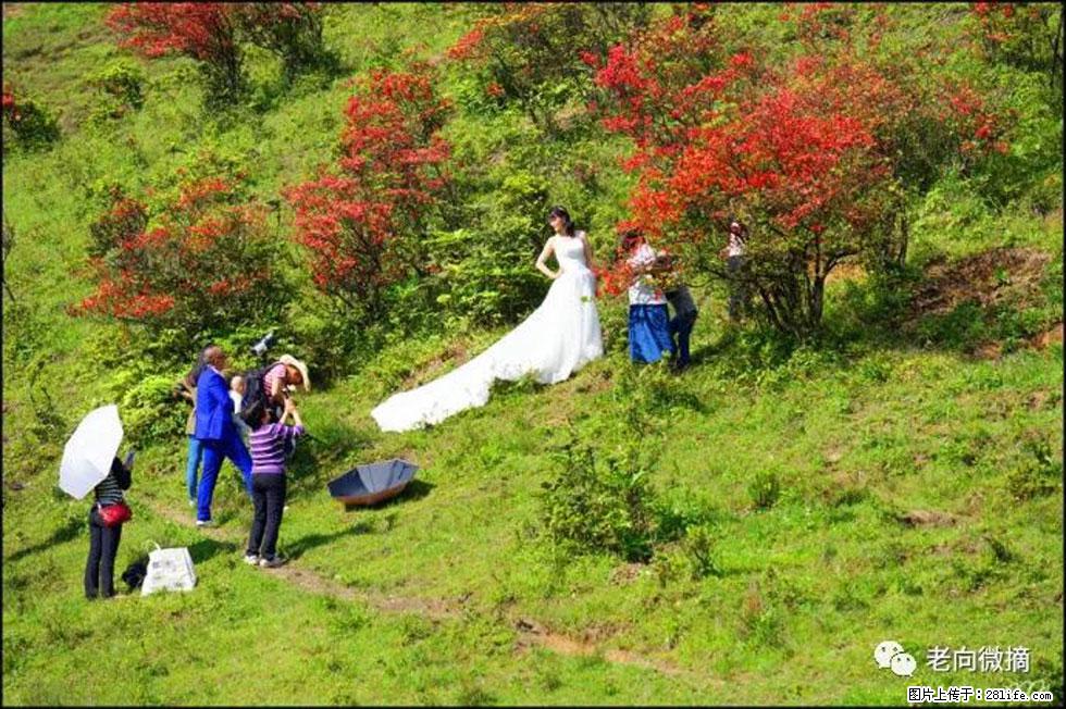 【春天，广西桂林灌阳县向您发出邀请！】宝盖山上映山红 - 游山玩水 - 吉安生活社区 - 吉安28生活网 ja.28life.net