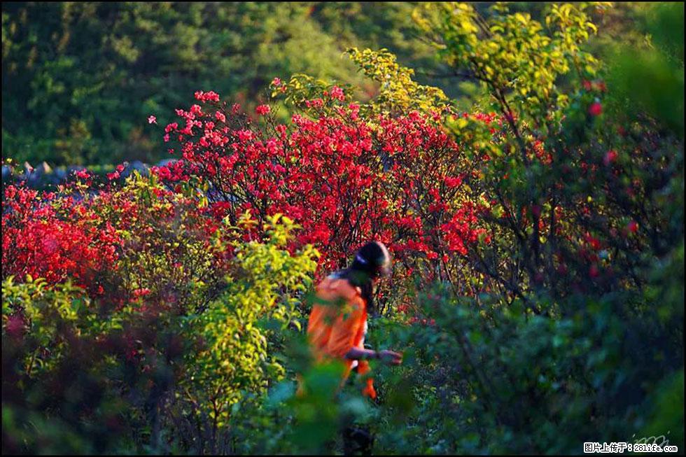 【春天，广西桂林灌阳县向您发出邀请！】春木界上映山红 - 游山玩水 - 吉安生活社区 - 吉安28生活网 ja.28life.net