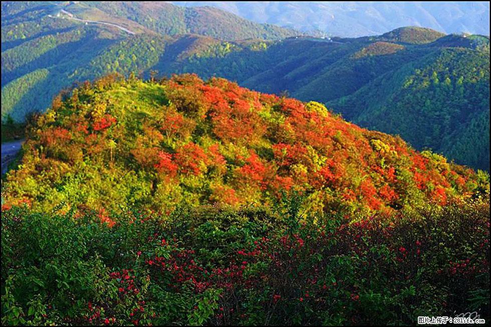 【春天，广西桂林灌阳县向您发出邀请！】春木界上映山红 - 游山玩水 - 吉安生活社区 - 吉安28生活网 ja.28life.net