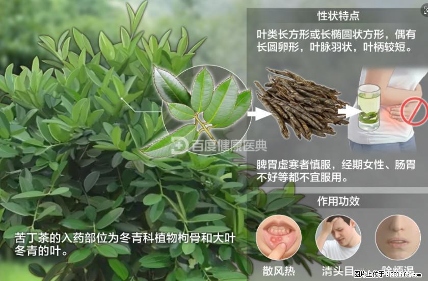 苦丁茶有哪些功效和作用 - 生活百科 - 吉安生活社区 - 吉安28生活网 ja.28life.net