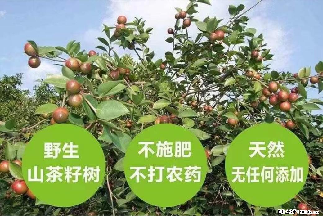 【灌阳县油茶产业示范区】一个有着充实的精神生活的人，对待身外之物自会有一种淡泊的态度 - 土特产 - 饮食特产 - 吉安分类信息 - 吉安28生活网 ja.28life.net