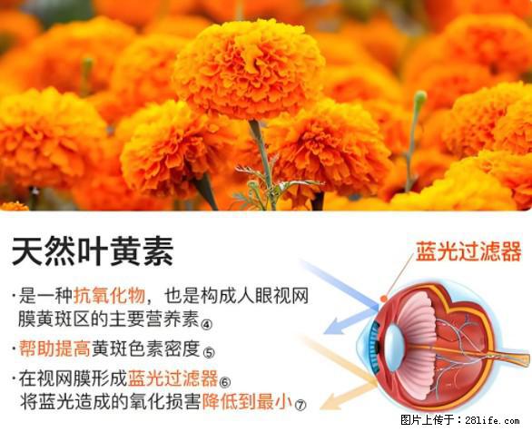 叶黄素有什么功效和作用 - 生活百科 - 吉安生活社区 - 吉安28生活网 ja.28life.net