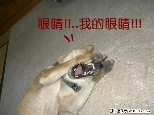 笑癫了！一女的怀孕三年未生，他终于忍不住了... - 娱乐八卦 - 吉安生活社区 - 吉安28生活网 ja.28life.net