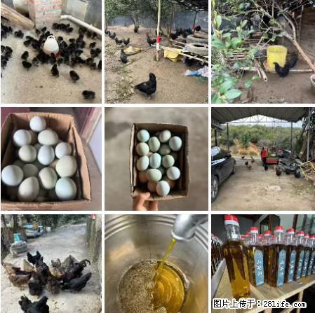 油茶园从小鸡仔开始养起的纯土鸡、土鸡蛋可以预定啦！还有前几天刚榨的纯山茶油哦 - 土特产 - 饮食特产 - 吉安分类信息 - 吉安28生活网 ja.28life.net