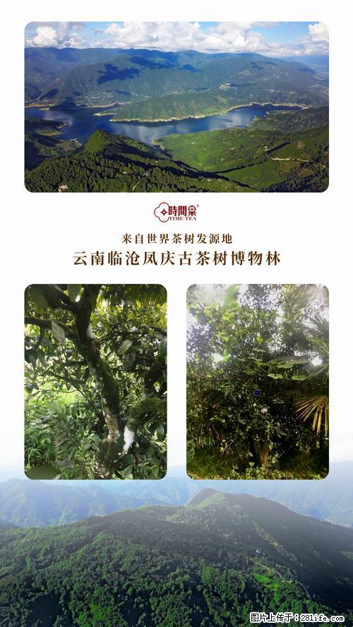 时间果百年古树2025年春红茶 - 购物交流 - 吉安生活社区 - 吉安28生活网 ja.28life.net