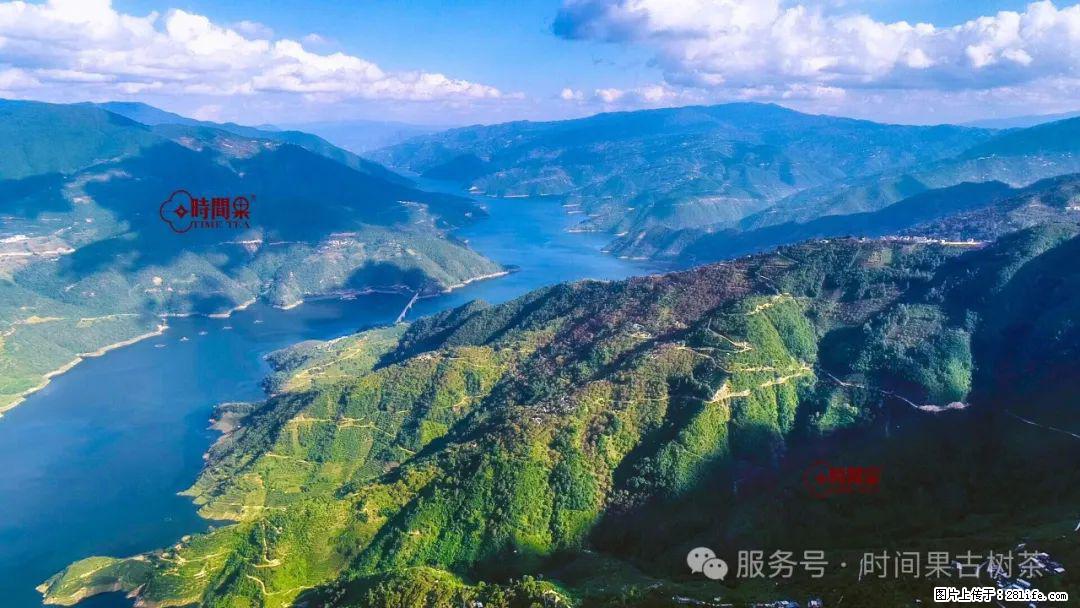 时间果百年古树龙珠普洱生茶 - 购物交流 - 吉安生活社区 - 吉安28生活网 ja.28life.net