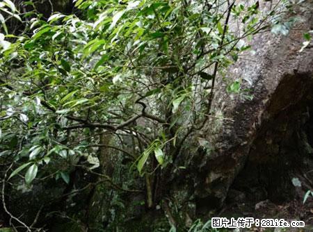 平乐石崖茶，珍贵仅次于金花茶 - 吉安生活资讯 - 吉安28生活网 ja.28life.net