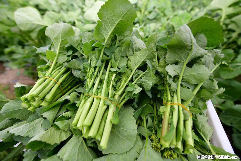 这些蔬菜是“天然钙片”，这6种被医生重点推荐 - 吉安生活资讯 - 吉安28生活网 ja.28life.net